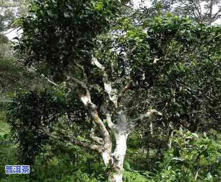 老班章村21号价格及古茶树价格介绍