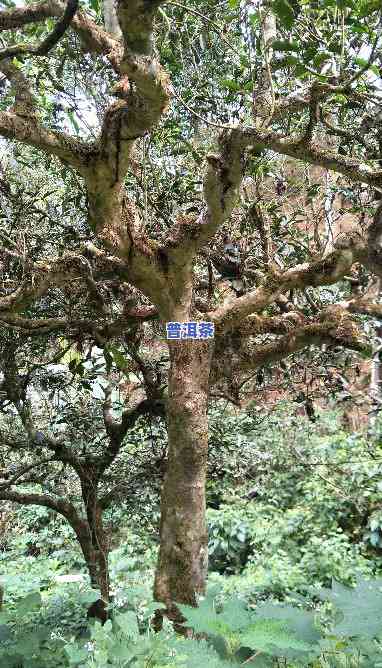 老班章一号茶树王，探秘老班章一号茶树王：云南普洱茶的瑰宝