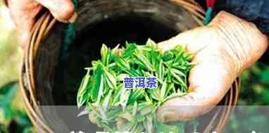 小胖的普洱茶叫什么茶名字，探寻小胖的普洱茶：它的茶名是什么？