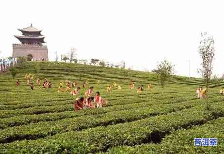 成都天赐普洱茶价格查询表，成都天赐普洱茶价格一览表，一网打尽最新行情！