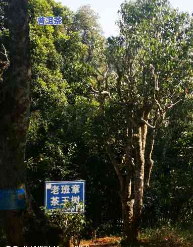 云南老班章风景区，探秘云南老班章风景区：茶马古道上的瑰宝