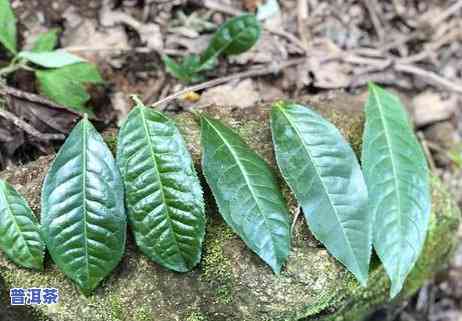 老班章是更好的茶吗，探究茶叶之巅：老班章，是不是堪称更好？