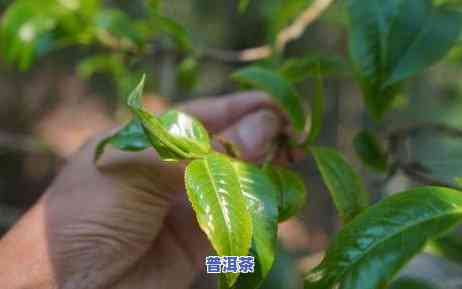 老班章茶什么意思，探秘“老班章茶”：一种备受推崇的普洱茶品种