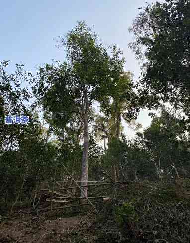 探寻老班章茶树王的真实年龄：揭秘这棵古老茶树的历史与价值