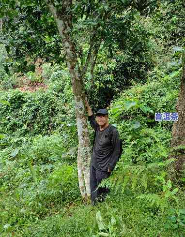 探寻老班章茶树王的真实年龄：揭秘这棵古老茶树的历史与价值