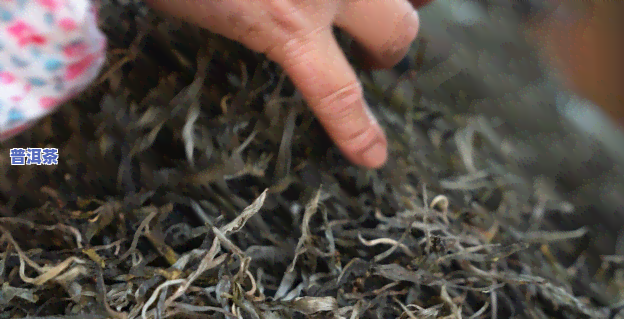 多年的普洱茶怎么晒干好-多年的普洱茶怎么晒干好喝