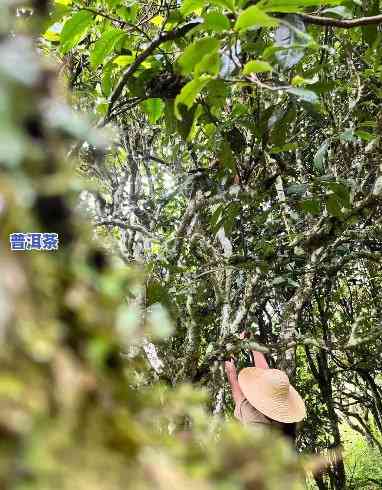 普洱茶雨林，探秘云南普洱茶雨林：自然与人文的完美结合