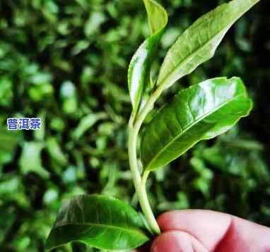 老班章山古树茶：特点与简介