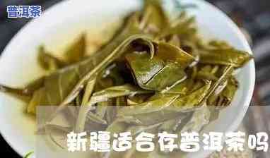 新疆存普洱茶好不好卖呀，新疆普洱茶：异地销售是不是受欢迎？