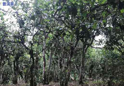 老班章古树茶属于什么茶，探秘老班章古树茶：了解其所属的茶类