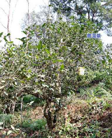 古茶树普洱茶价格及图片及价格，探寻古韵：普洱茶价格与图片全解析