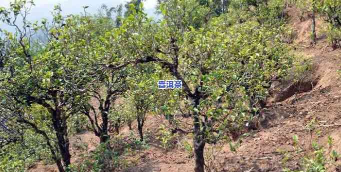 古茶树普洱茶价格及图片-古茶树普洱茶价格及图片大全