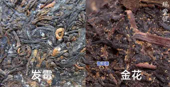 怎样防止普洱茶发霉变色-怎样防止普洱茶发霉变色的方法