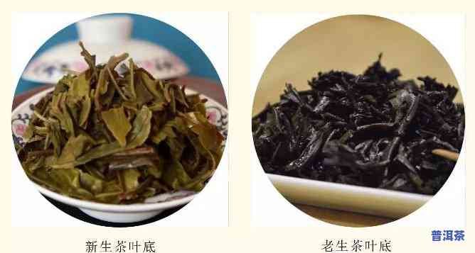 普洱茶新茶还是老茶好呢视频，普洱茶：新茶与老茶，哪个更好？