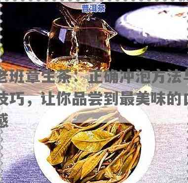 老班章茶冲泡方法：详细步骤与技巧