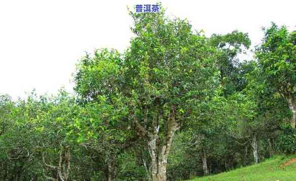 普洱茶生态树是什么品种-普洱茶生态树是什么品种的