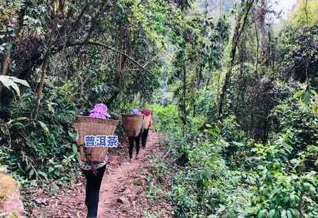 探究老班章茶的香气特性：它是怎样的味道？