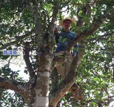 大树普洱茶怎么采摘的呢-大树普洱茶怎么采摘的呢视频