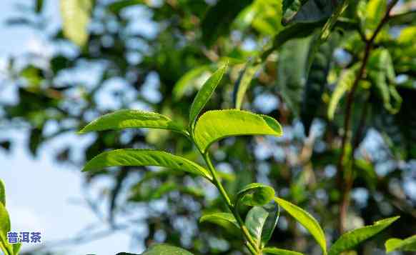 普洱茶新茶几月出芽更好喝？揭开茶叶生长的秘密