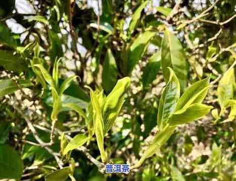 普洱茶新茶几月出芽更好-普洱茶新茶几月出芽更好呢