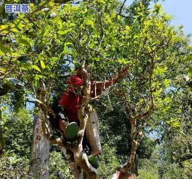 大树普洱茶怎么采摘好呢图片，「高清」大树普洱茶的正确采摘方法，图文并茂，一看就会！