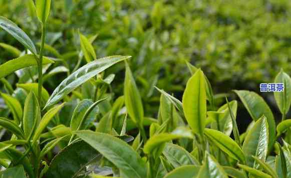 普洱茶新茶几月出产更好？视频解答！