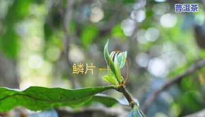 高清普洱茶视频制作方法教程，高清制作普洱茶的完美指南：从采摘到冲泡的全过程教学