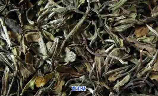 白茶和普洱茶哪个可以减肥，白茶还是普洱茶？哪种更适合减肥？