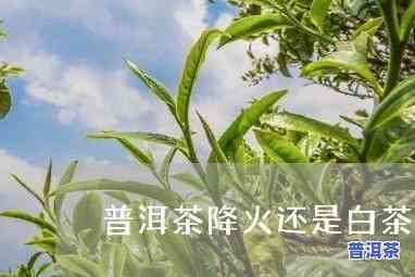 普洱和白茶哪个去火，普洱茶与白茶：哪个更有效去火？