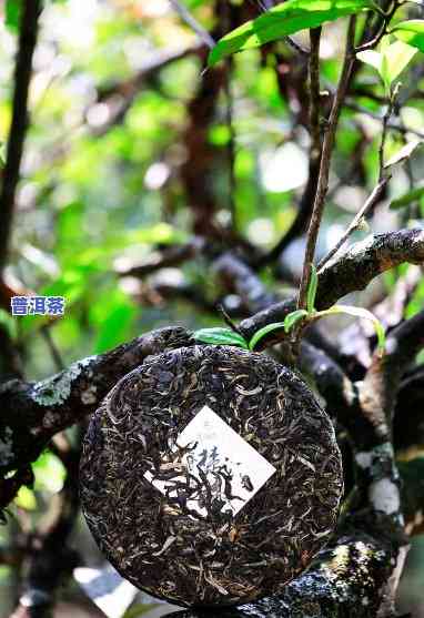 怎么挑选好的普洱茶饼子-怎么挑选好的普洱茶饼子呢