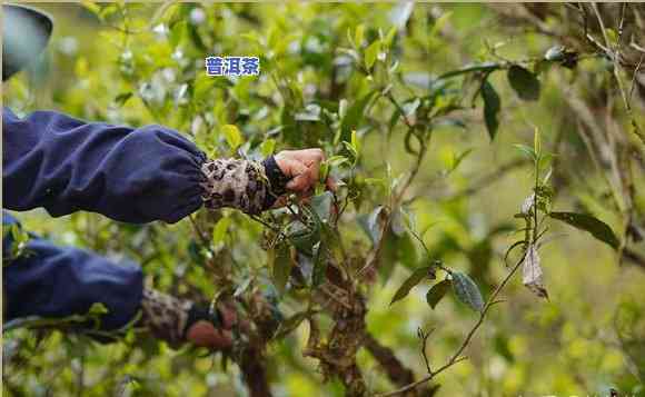 探究普洱茶浓郁的秘密：上的解答