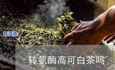 转氨酶高可以普洱茶喝吗，转氨酶高的人是不是适合饮用普洱茶？