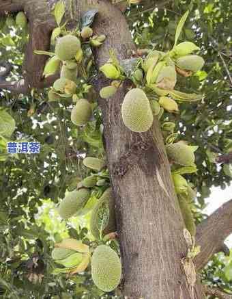 勐巴娜西—神奇美丽的地方，探索神秘美丽的勐巴娜西——旅行者必去之地