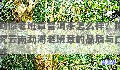 勐傣老班章茶怎么样，深度解析：勐傣老班章茶的品质与口感怎样？