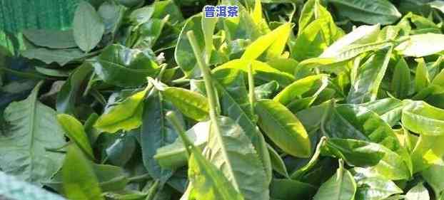 普洱回甘强烈的茶，探寻普洱茶的特别魅力：回甘强烈，回味无穷！