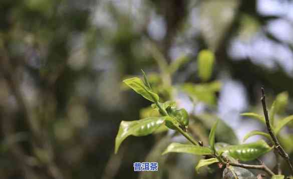 普洱茶身上藏着什么香味儿，探秘普洱茶的香气：身上的秘密味道