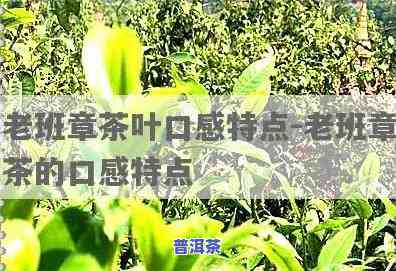 深入解析：老班章茶叶口感的特别特点与丰富形容词