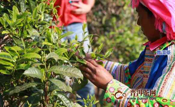 孟连县普洱茶：出名吗？现在价格多少？