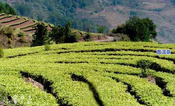 孟连县普洱茶出名吗现在-孟连县普洱茶出名吗现在怎么样