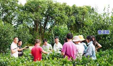 普洱茶没叶子能喝吗图片大全，揭秘：不存在叶子的普洱茶，你敢喝吗？看图熟悉真相！