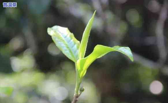 普洱茶不存在叶子：正常吗？只有茎好还是不好？