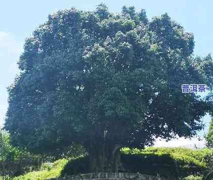 普洱茶头乔木还是灌木好一点，普洱茶头：乔木和灌木哪种更好？