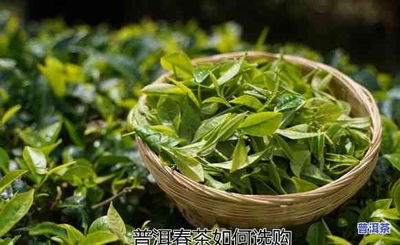 普洱茶二春茶在上好卖吗？求推荐