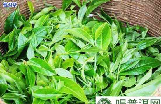 普洱茶二春茶好不好卖呀-普洱茶二春茶好不好卖呀