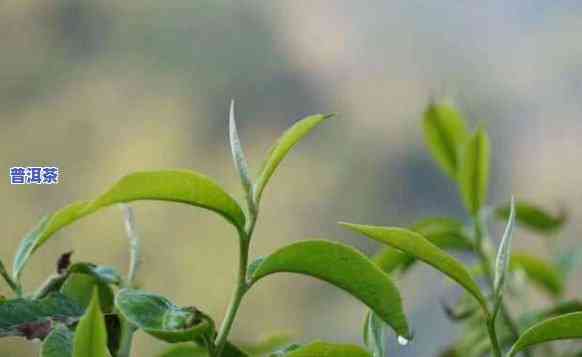 普洱茶二春茶好不好卖呀-普洱茶二春茶好不好卖呀