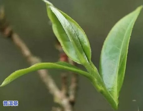 普洱茶二春茶好不好卖呀-普洱茶二春茶好不好卖呀