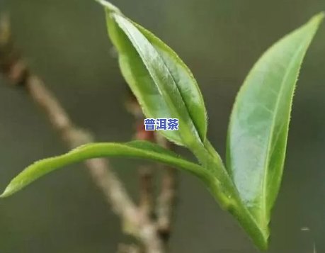 普洱茶二春茶好不好泡呀怎么泡，怎样泡好普洱茶二春茶？这里有详细的步骤和技巧！