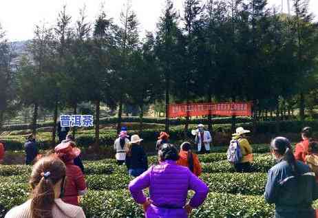 普洱二春茶什么时候，探秘普洱二春茶的采摘与制作时间