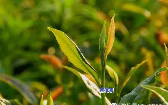 普洱茶二春茶好不好泡呀-普洱茶二春茶好不好泡呀怎么泡