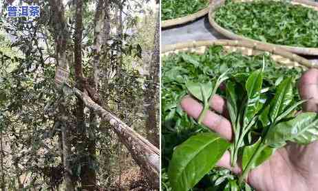 老班章古茶园：探索其面积及与薄荷塘的关系